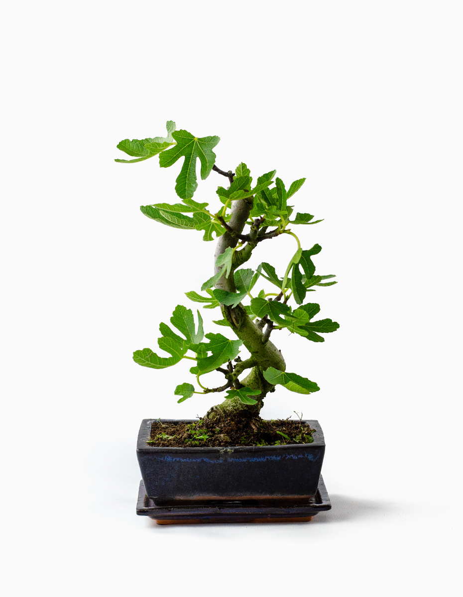 Bonsai Figueira - 9 Anos