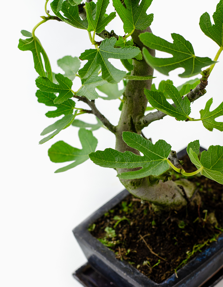 Bonsai Figueira - 9 Anos
