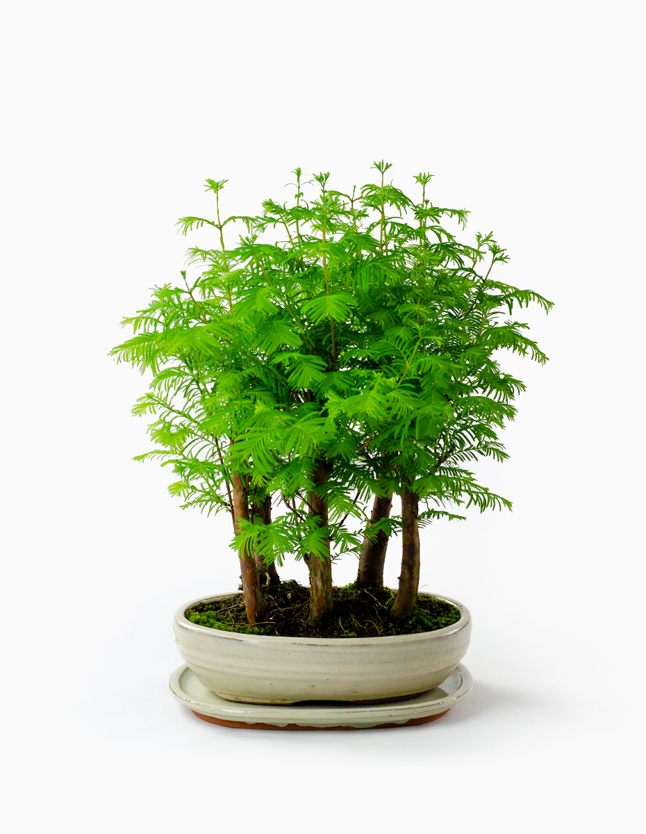 Bonsai Metasequoia - 9 Anos (Formato Floresta)
