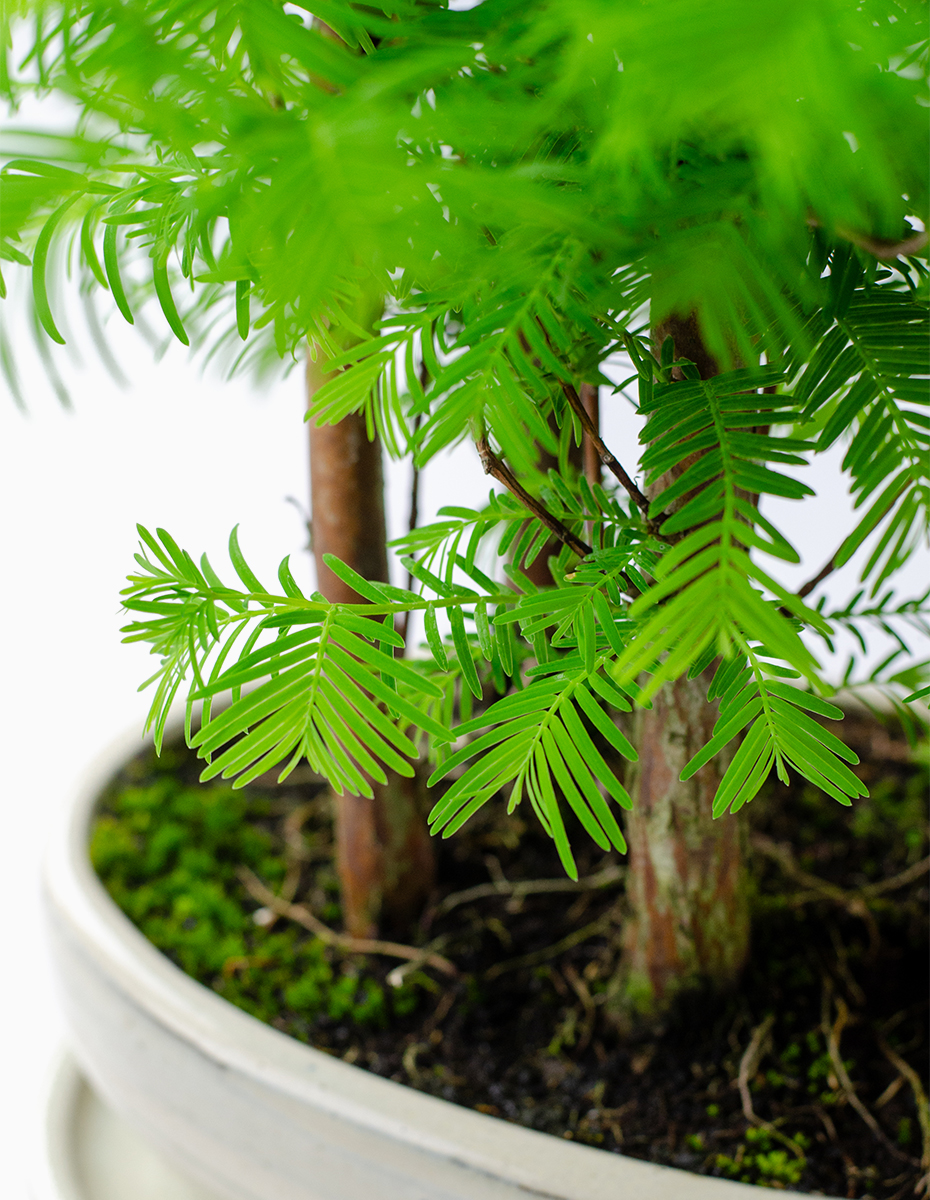 Bonsai Metasequoia - 9 Anos (Formato Floresta)
