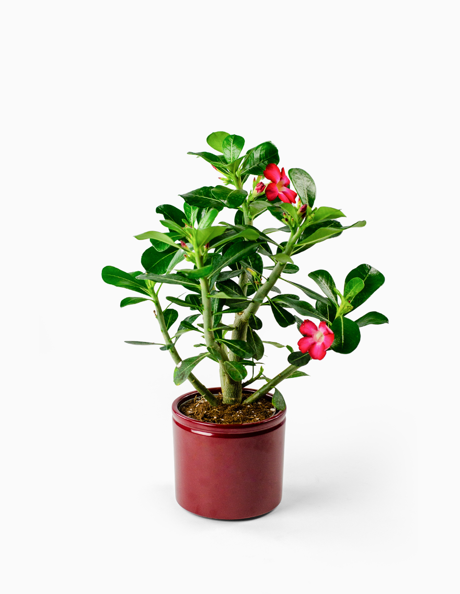 Rosa do Deserto Vermelha em Vaso